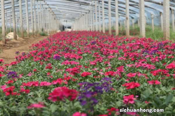 冬季美女樱怎么养