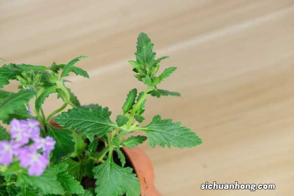 冬季美女樱怎么养