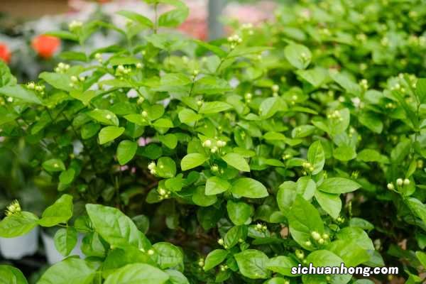 宝珠茉莉怎么养