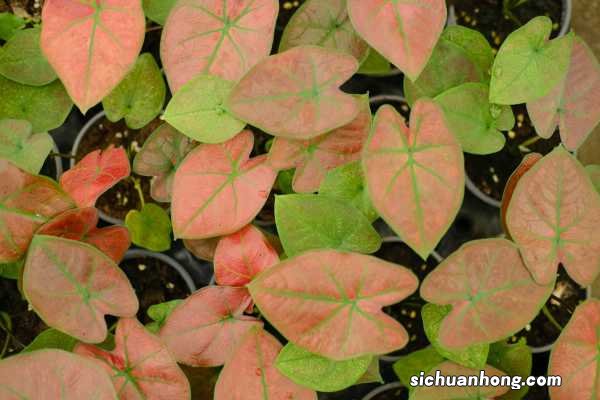 花叶芋怎么养