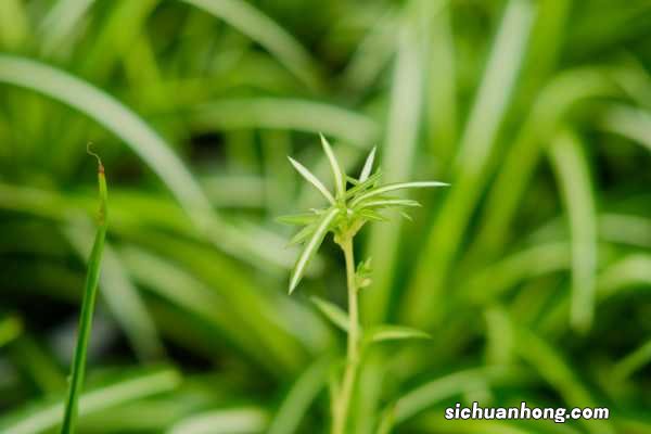 吊兰最爱这种“肥”，喂上几粒，黄叶干尖都没有，嫩芽突突冒