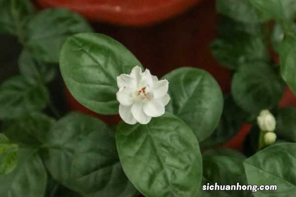 茉莉花冬天养,盆里放几粒小东西,保暖效果好,来年嫩叶冒不