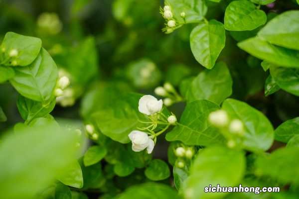 茉莉花冬天养,盆里放几粒小东西,保暖效果好,来年嫩叶冒不