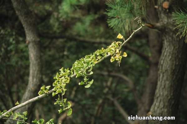 银杏树多少年开花结果