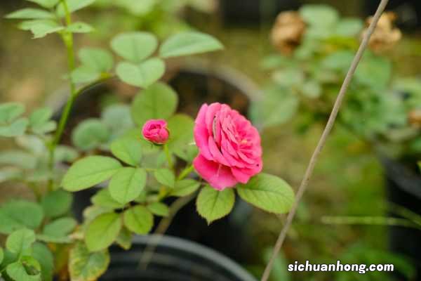 月季花冬天开花吗