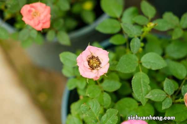 月季花冬天开花吗