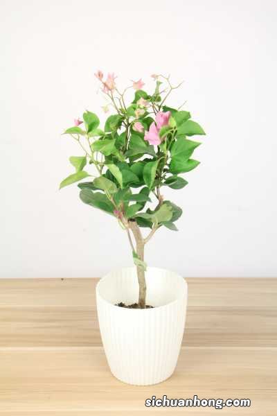 三角梅冬季落叶吗