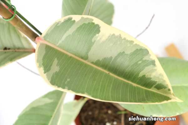 橡皮树的养殖方法和注意事项