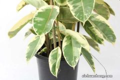 橡皮树的养殖方法和注意事项