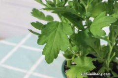 盆栽菊花的养殖方法