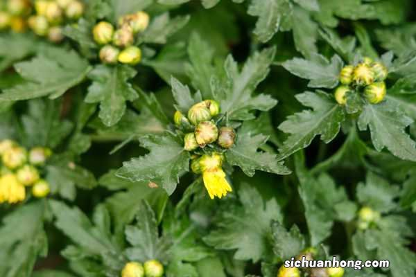 盆栽菊花的养殖方法