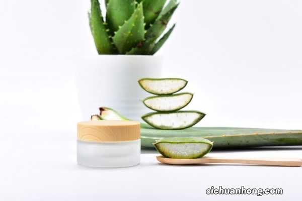 芦荟的养殖方法和注意事项