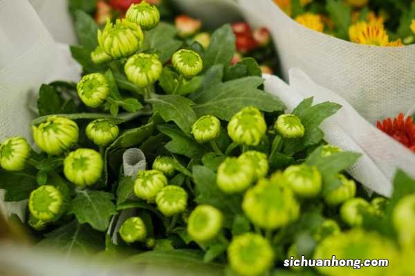 菊花种子几月份播种