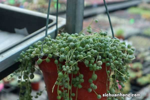 佛珠花的养殖方法