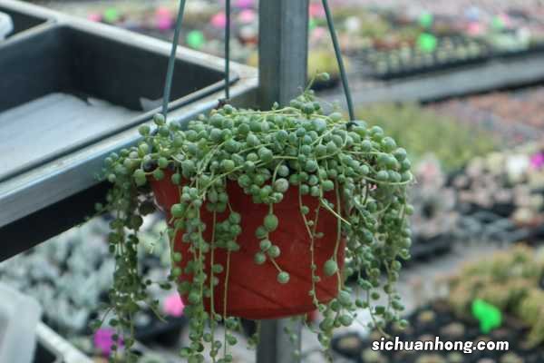 佛珠花的养殖方法