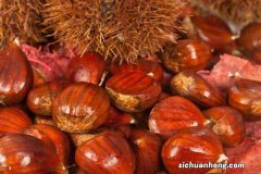 板栗树苗最佳种植时间