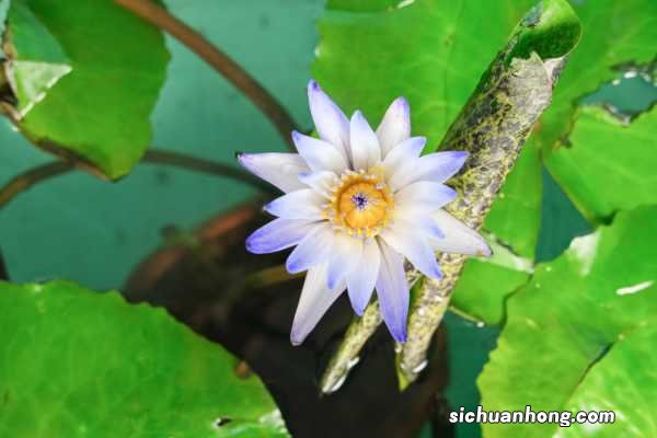 花店买的睡莲怎么养