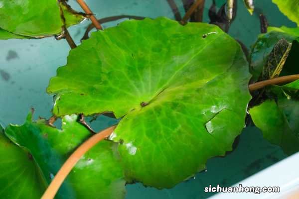 花店买的睡莲怎么养