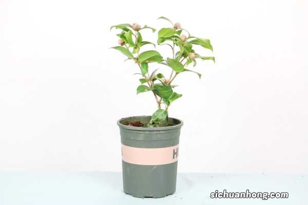 山茶花为什么掉叶子