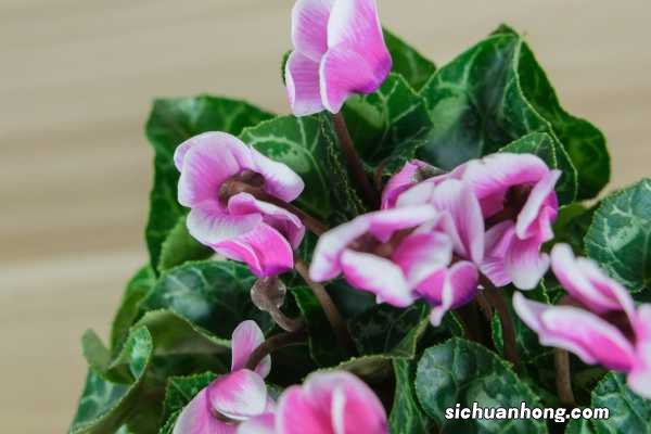 仙客来的冬天养殖禁忌
