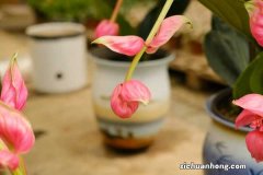 宝莲灯的养殖方法和注意事项