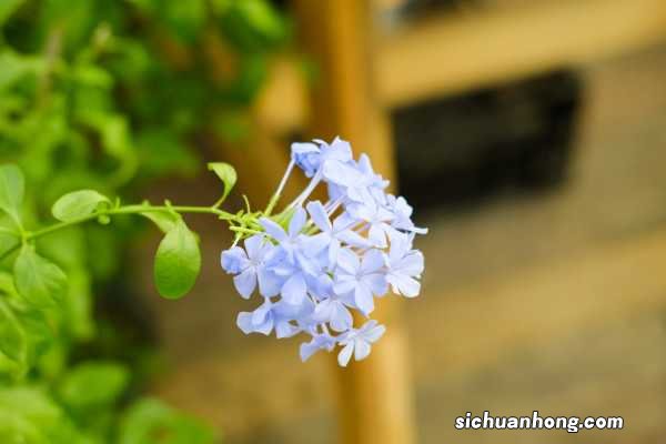 蓝雪花超凡更蓝吗