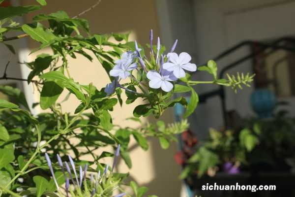 蓝雪花超凡更蓝吗