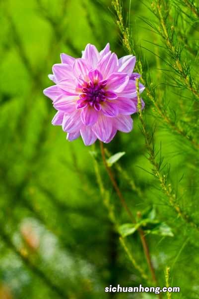 大丽花的养殖方法和注意事项