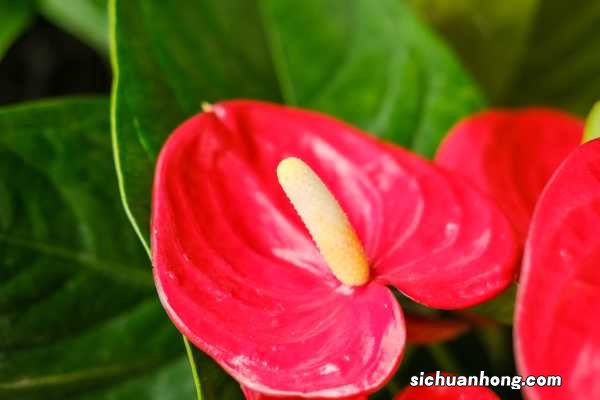 红掌的养殖方法