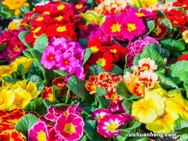 报春花怎么繁殖