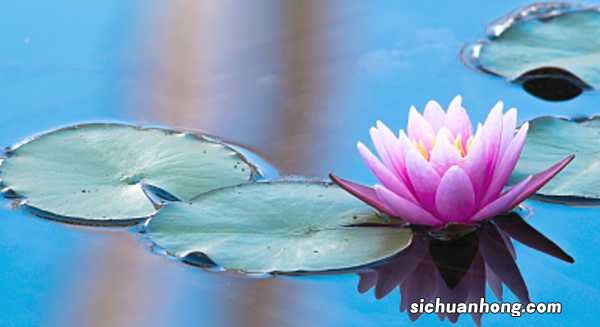 睡莲怎么养
