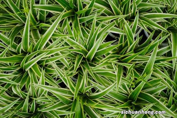 银边吊兰怎么养矮壮