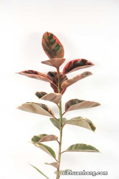 橡皮树浇水的正确方法