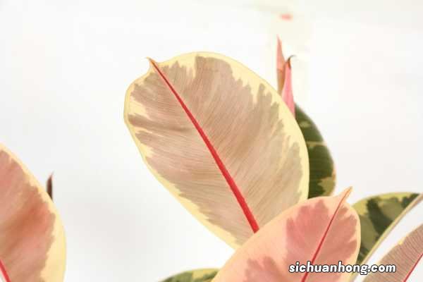 橡皮树浇水的正确方法