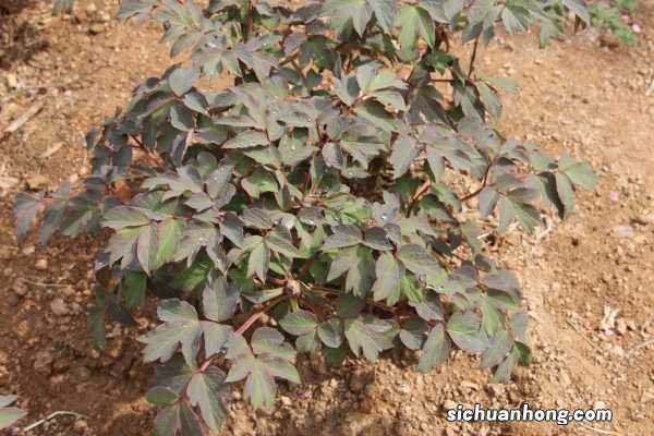 牡丹花的养殖方法