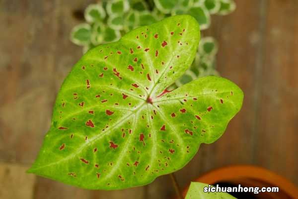 盆栽花叶芋养殖方法