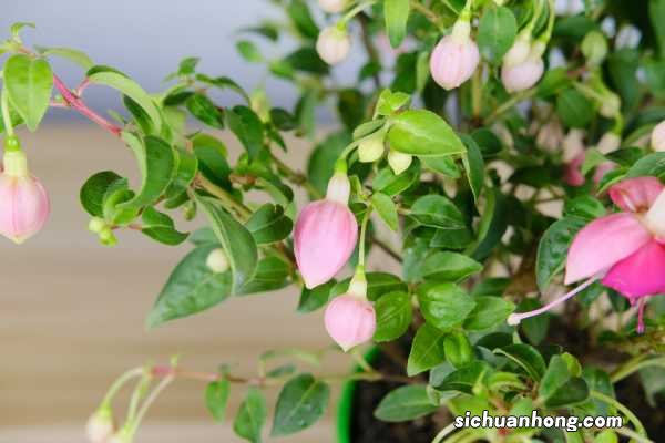 倒挂金钟的繁殖方法