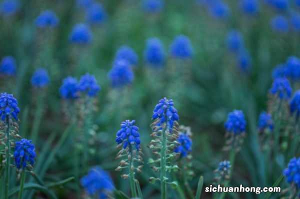 葡萄风信子什么时候种，怎么种植