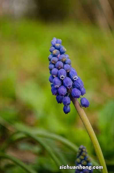 葡萄风信子什么时候种，怎么种植