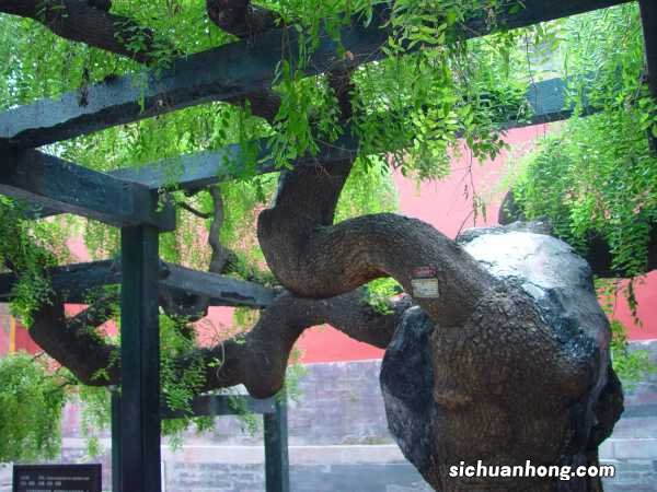 龙爪槐的养殖方法及注意事项