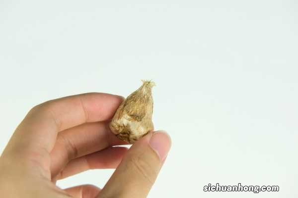 香雪兰的养殖方法和注意事项