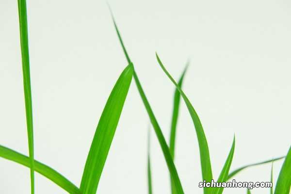 香雪兰的养殖方法和注意事项