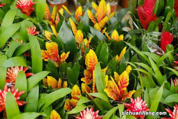 铁兰的养殖方法和注意事项