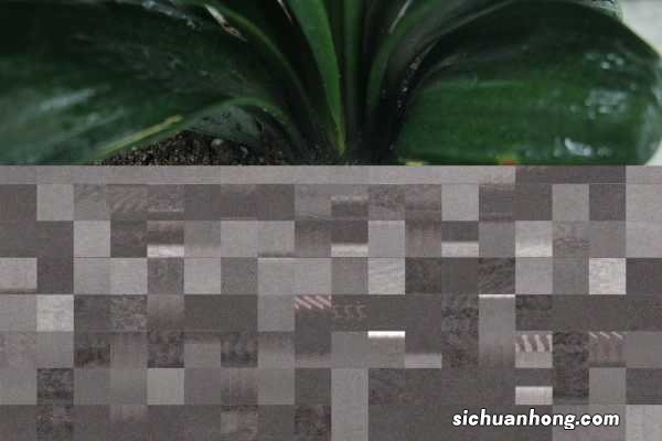 君子兰怎么养？君子兰的养殖方法和注意事项