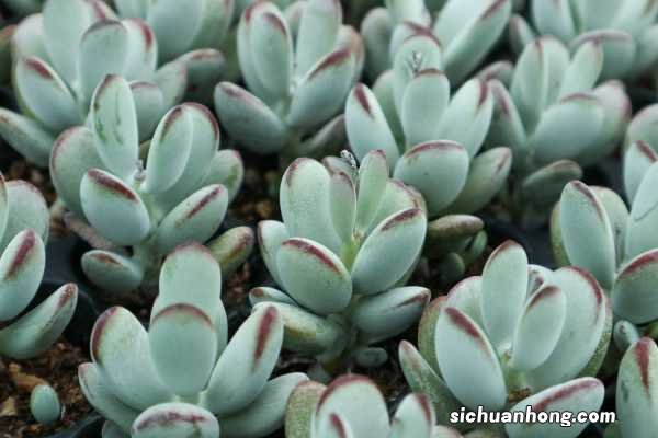 乒乓福娘的养殖方法和注意事项