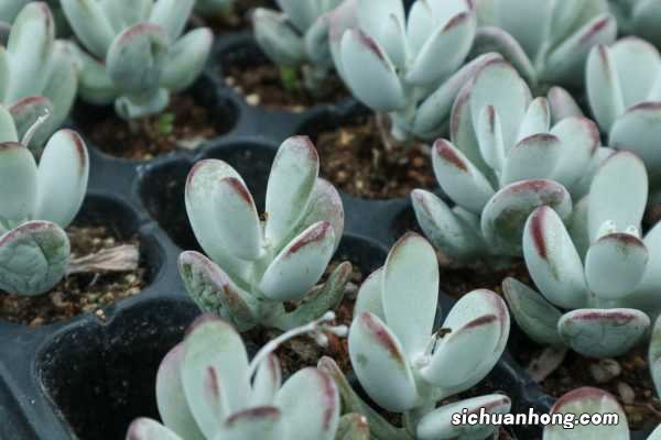 乒乓福娘的养殖方法和注意事项