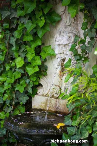 常春藤什么时候开花