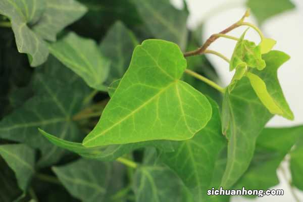 常春藤什么时候开花