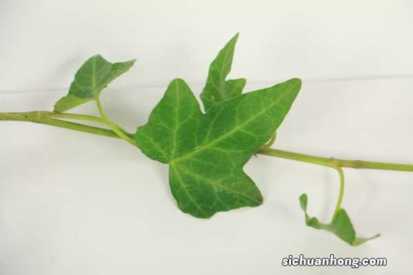 常春藤的养殖方法