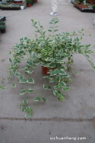 花叶蔓长春怎么养